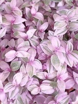 ต้นริบบิ้นชาลี ใบม่วงด่างชมพู กระถาง 4 นิ้ว