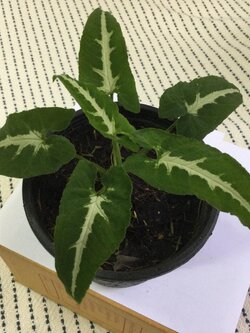 ต้นออมเพชร กระถาง 4 นิ้ว / ต้น