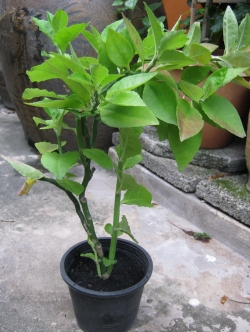 ต้นแสยกใบเขียว สูง 20-30 ซ.ม. / ต้น