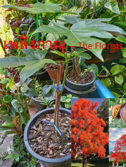 ต้นเพลิงภาณุ เปลวพระเพลิง สูง 35-50 ซ.ม.