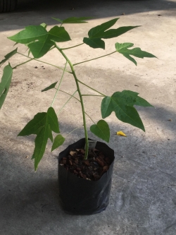 ต้นกล้ามะละกอแขกดำต้นเตี้ย / ต้น