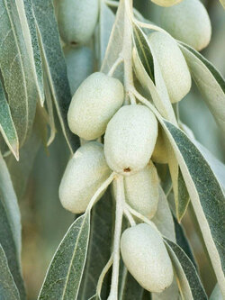 ซิลเวอร์ เบอรี่ หรือมะกอกรัสเซีย (Russian Olive / Silver berry) / 5 เม็ด (Spain)