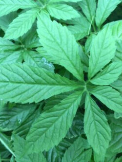 เจียวกู่หลาน (Jiaogulan) / 50 เม็ด (Spain)