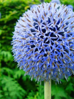 โกลบ ธิสเซิล (Globe Thistle) สีฟ้า / 70 เม็ด (China)