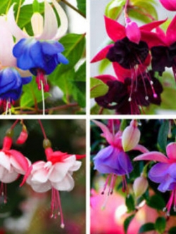 โคมญี่ปุ่น (Fuchsia) คละสี / 100 เม็ด