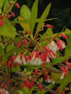 ต้นกระดิ่งนางฟ้า หรือไคร้ย้อย กระถาง สูง 20-30 ซ.ม. / ต้น