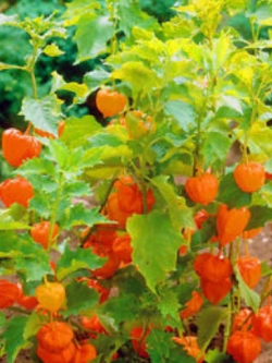 เคป กู๊สเบอรี่ (Cape Gooseberry) / 220 เม็ด (UK)