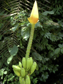 กล้วยปลีทอง (Musa aurantiaca) / 5 เม็ด (UK)