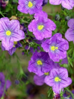 คัพฟลาวเวอร์ม่วง (Cupflower Purple Robe) / 1,300 เม็ด (UK)