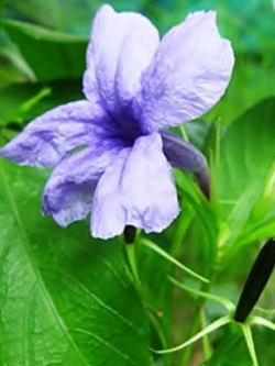 ต้อยติ่งไทย (Hygrophila erecta) / ชุด (10 ฝัก)