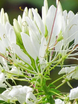 เสี้ยนฝรั่ง (Cleome / Spider flowers) สีขาว / 80 เม็ด (P2S) *