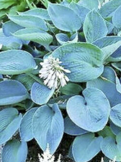 ฮอสต้า (Hosta Sieboldiana) ใบใหญ่ สีฟ้าแกมเขียว / 10 เม็ด (USA)