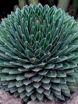 อะกาเว่ (Queen Victoria Agave) / 10 เม็ด (UK)