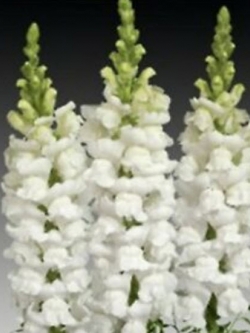 ดอกลิ้นมังกร (Snapdragon) ดอกใหญ่ สีขาว ต้นสูง / 3,000 เม็ด (Ukraine)