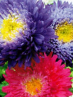 แอสเตอร์ (Aster) คละ / ซอง 50 เม็ด (A012)