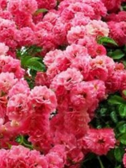 ไจแอนท์ พิ้งค์ ซากุระ (Giant Pink Sakura) / 5 เม็ด (นอก)