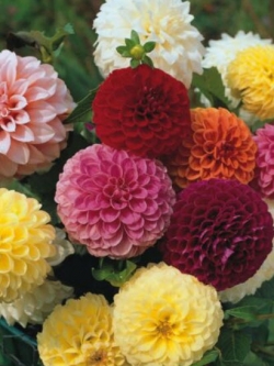 ดาห์เลียปิงปอง (Dahlia Pompons) ซ้อน คละสี / 50 เม็ด (UK)