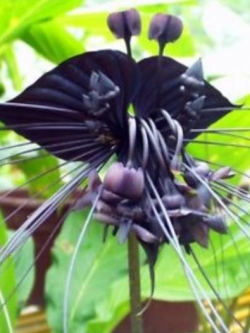 ว่านค้างคาวดำ / 200 เม็ด