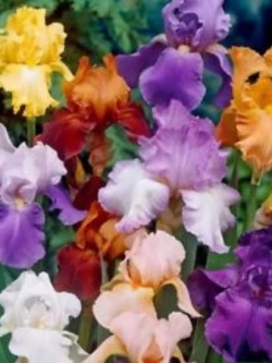 ไอริส (Iris) คละ / 100 เม็ด