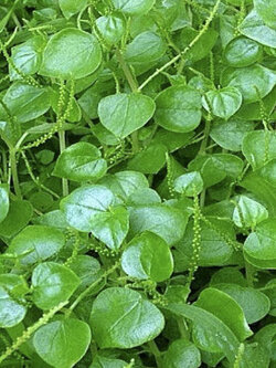 ผักสลัดใบสดกระสัง / แพ็ค