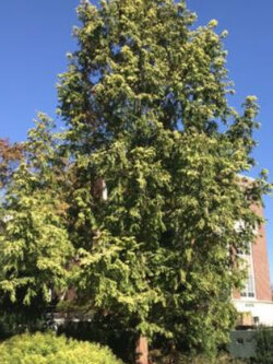 สนเรดวูด (Redwood Dawn / Metasequoia glyptostroboides) / 20 เม็ด (Portugal) *
