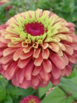 บานชื่น (Zinnia - Queen Red Lime) / 15 เม็ด (UK)
