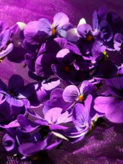 ไวโอลา หรือหน้าแมวจิ๋ว (Viola Odorata) สีม่วง / 10 เม็ด (Portugal)*