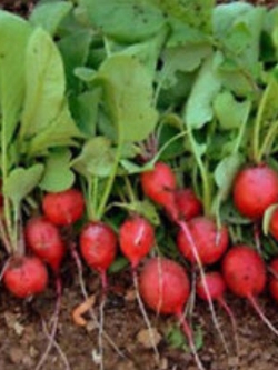 ไชเท้า เชอรี่ เบลล์ (Cherry Belle) คละ / 200 เม็ด (นอก)