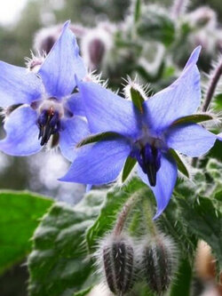 โบราจ (Borage) / ซอง 30 เม็ด (D024)