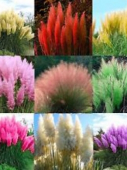 หญ้าภูเขา (pampas grass) คละสี / 200 เม็ด (China)