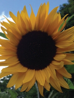 ทานตะวันยักษ์ แมมมอธเกรย์ (Mammoth Grey Stripe) / 10 เม็ด (UK)