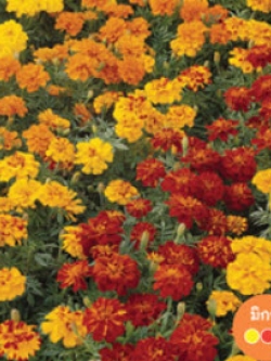 ดาวเรือง ฝรั่งเศส (French Marigold) / ซอง 20 เม็ด