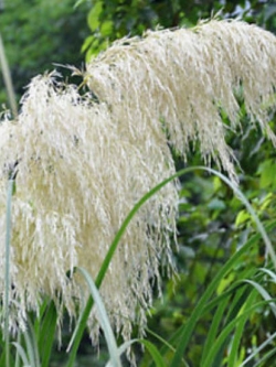 หญ้าภูเขา (Pampas grass) สีขาวเงิน / 500 เม็ด