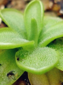 บิ็ก เม้าธ์ (Big Mouth) / 100 เม็ด