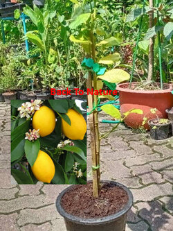 ต้นเลม่อน เมเยอร์ (Lemon Meyer) สูง 50-70 ซ.ม.