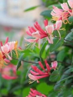 สายน้ำผึ้งชมพู หรือ สายน้ำผึ้งเมดิเตอเรเนียน / 100 เม็ด