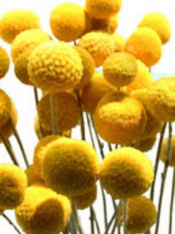 แครสพีเดีย (Craspedia - Drumstick) / 300 เม็ด (UK)