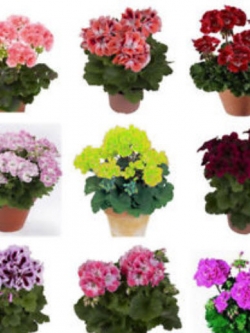 เจอราเนียมบอนไซ / 25 เม็ด