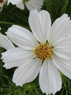 ดาวกระจาย โซนาต้า ไวท์ (Cosmos - Sonata White) / 25 เม็ด (UK)