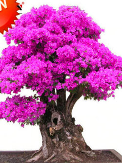 เฟื่องฟ้าสีม่วง (Purple Bougainvillea) / 50 เม็ด