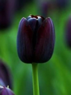 ทิวลิป สีดำ / 100 เม็ด