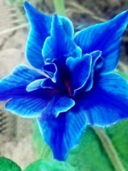 ไลซิแอนธัส (Lisianthus - Double Valve) สีน้ำเงิน / 25 เม็ด