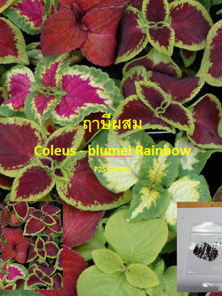 ฤาษีผสมแฟนซี (Rainbow Coleus) คละสี / 100 เม็ด (France)*