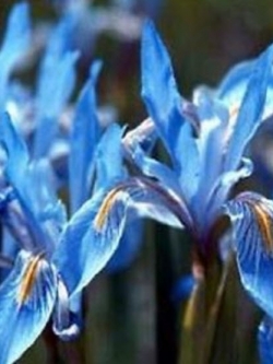 Wild Blue Iris (Iris Missouriensis) สีฟ้า / 10 เม็ด
