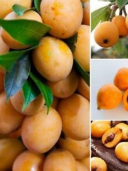 บ๊วยจีน หรือโลควอท (Chinese plum / Loquat) / 5 เม็ด (China)