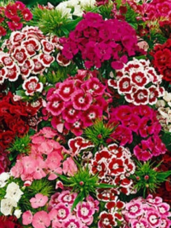 สวีทวิลเลี่ยม หรือผีเสื้อช่อ (Sweet William) กลีบซ้อน คละ / 1,000 เม็ด (UK)