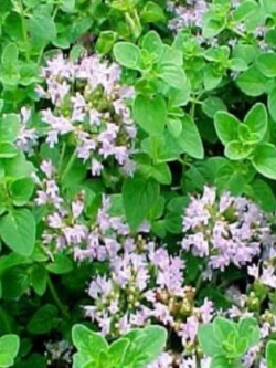 ออริกาโน หรือมาจอแรมป่า (Oregano / Wild Marjoram) / 4,000 เม็ด (UK)