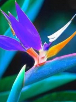 ปักษาสวรรค์ (Bird of Paradise) สีม่วง / 20 เม็ด