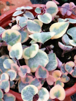 ต้นสายป่านดวงใจ กระถาง 4 นิ้ว / กระถาง