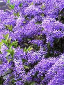 ต้นพวงคราม สีม่วง (L) / ต้น